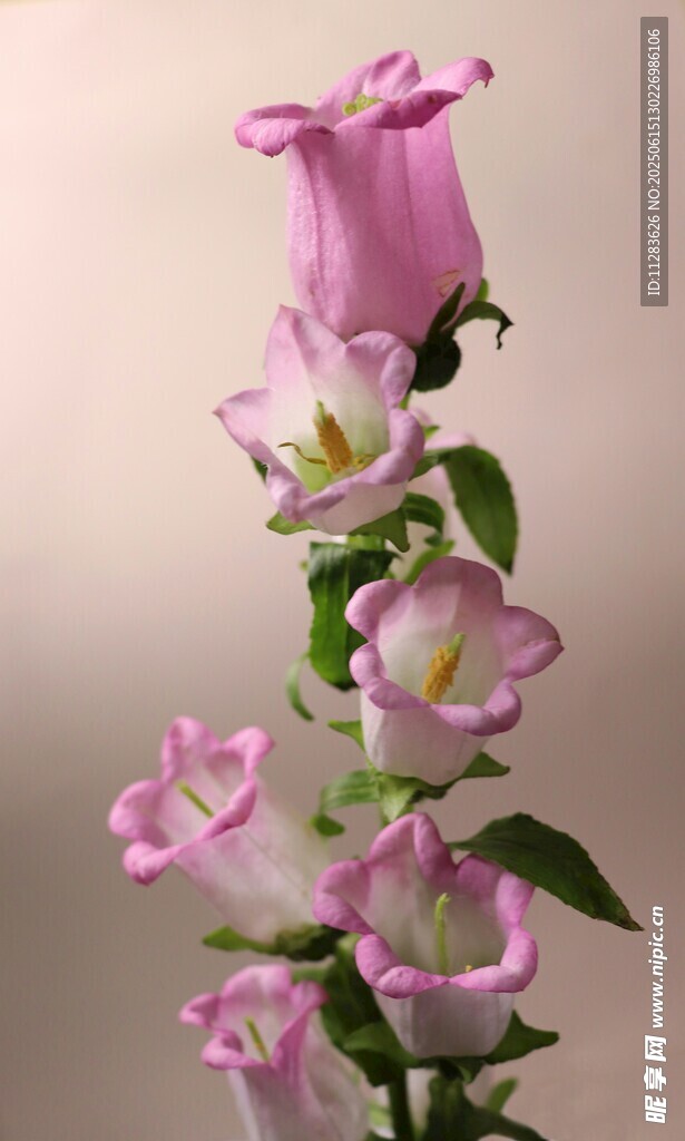 粉色風(fēng)鈴花綻放美麗
