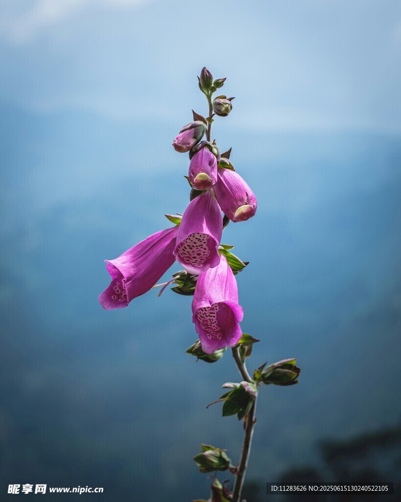 嬌艷粉色風(fēng)鈴花