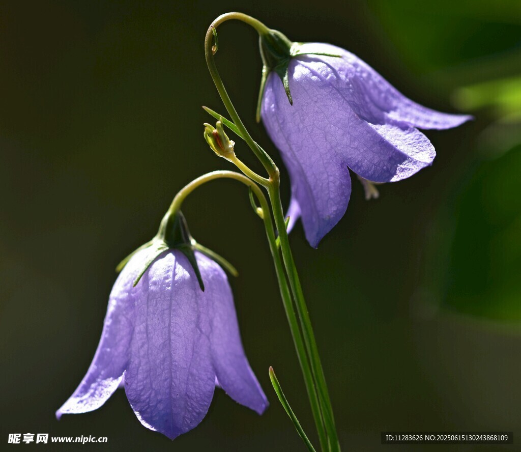 紫色風(fēng)鈴花朵特寫