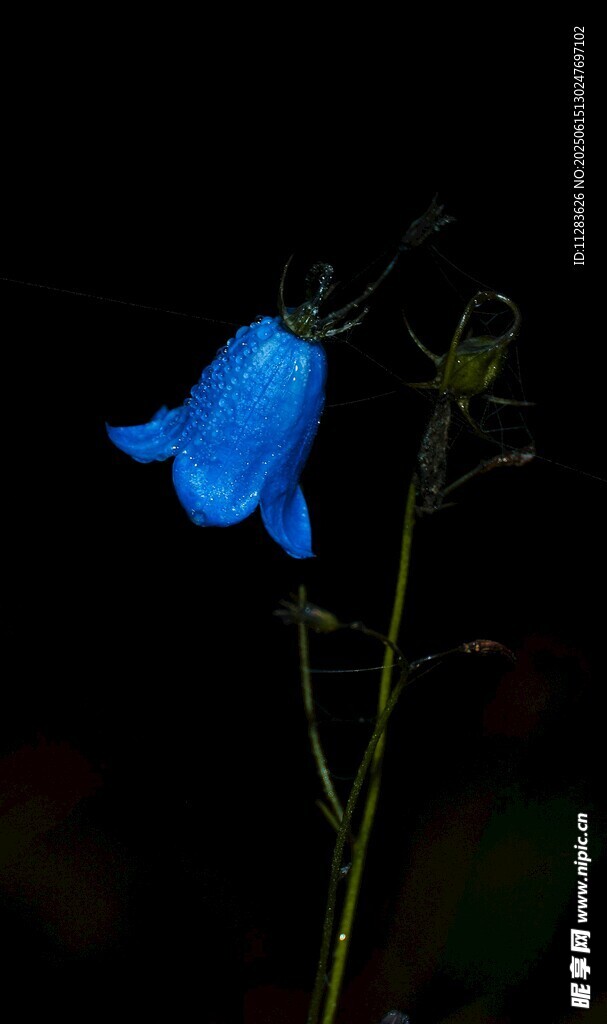 藍色風鈴花特寫