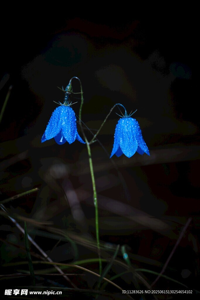兩朵藍色風鈴花