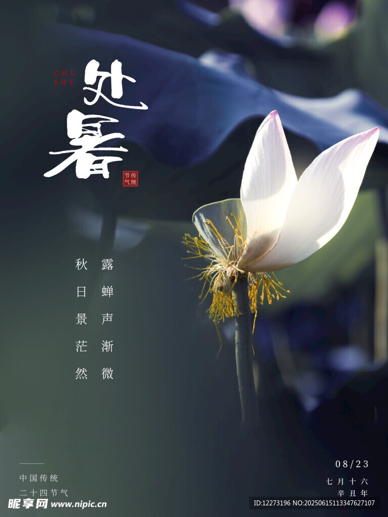 處暑時節的清雅白色花朵