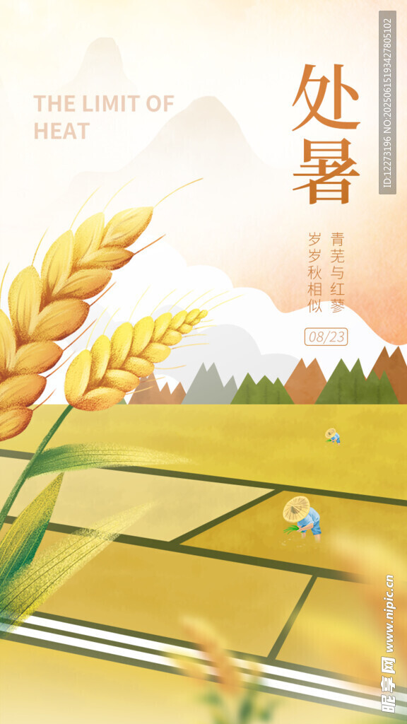 處暑時節的金黃麥田