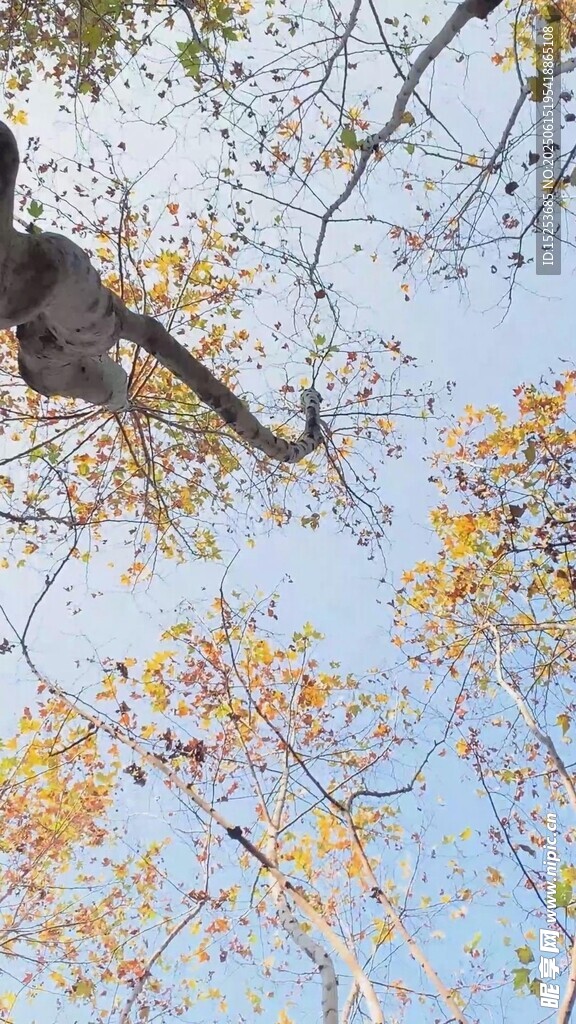 林間猴子于多彩枝葉間