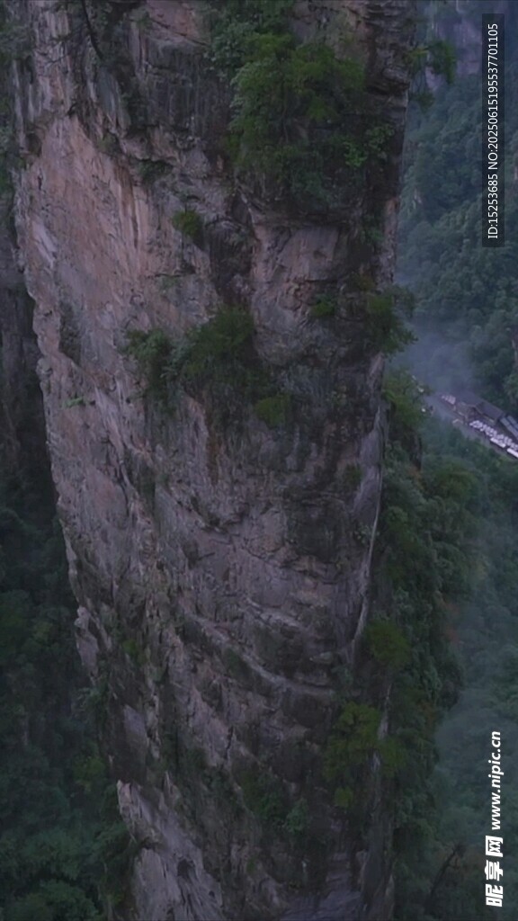 陡峭懸崖上的頑強植被