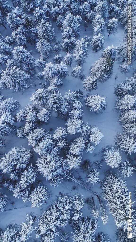 冬日雪景中的茂密樹林