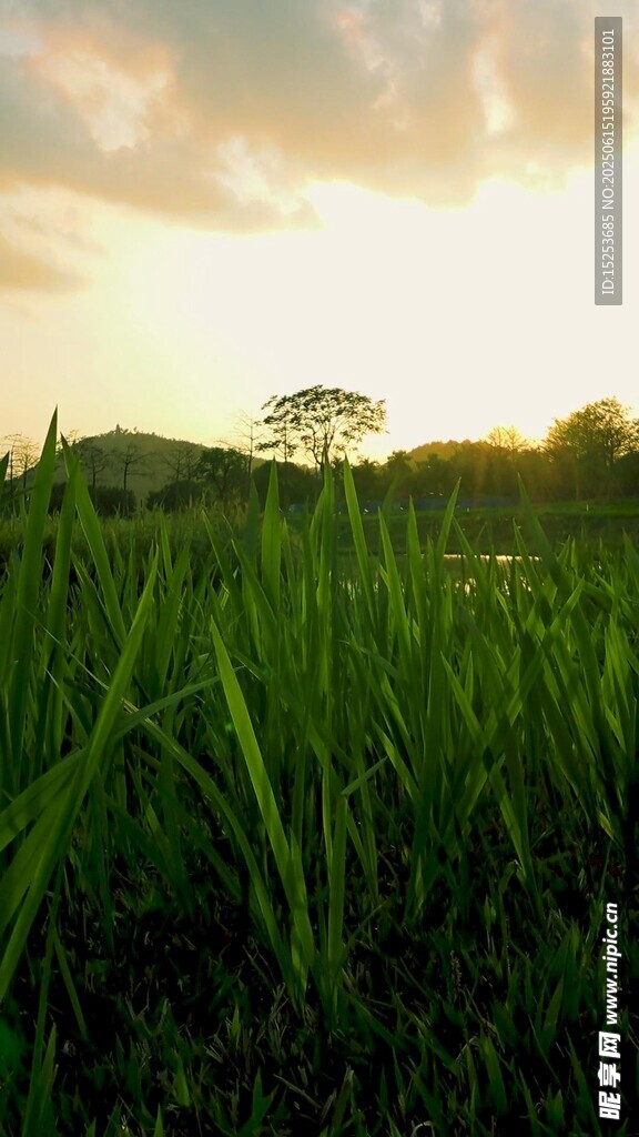 夕陽下的翠綠草地
