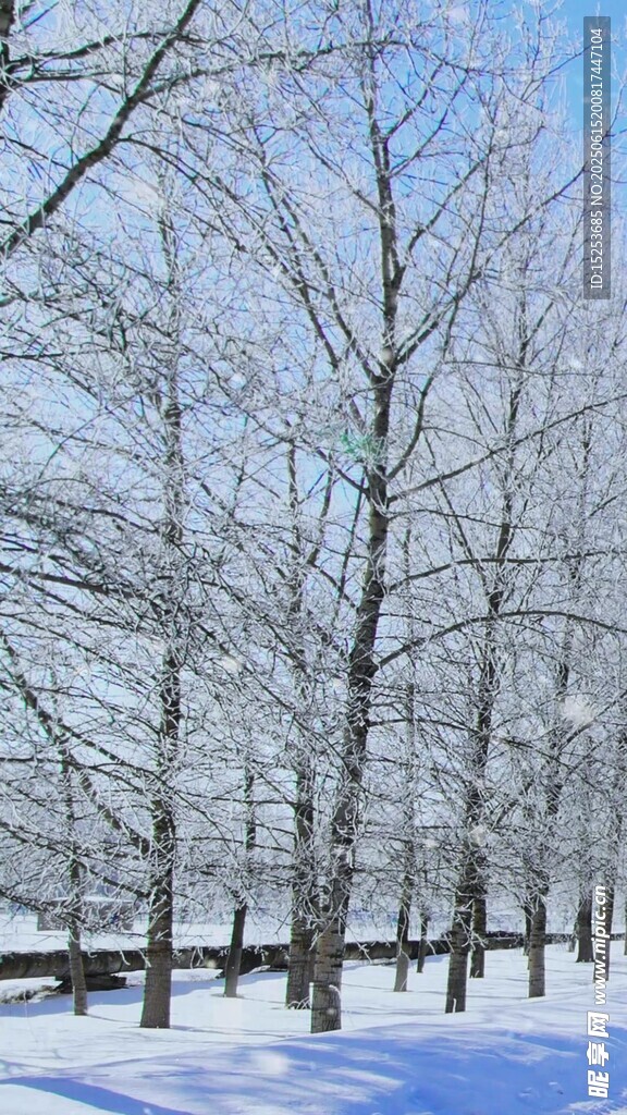 冬日雪林樹(shù)木銀裝素裹