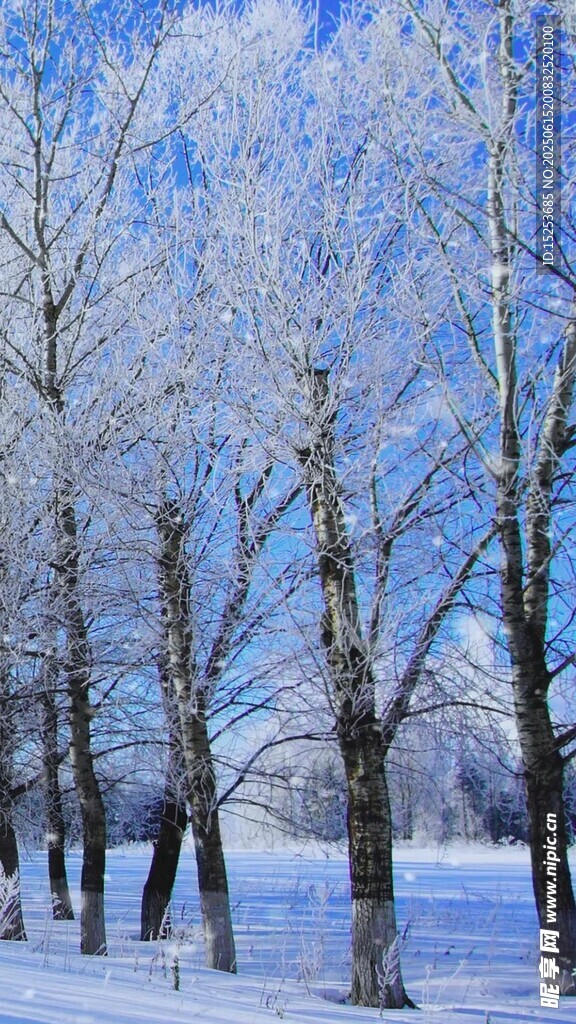 冬日雪覆樹林美景