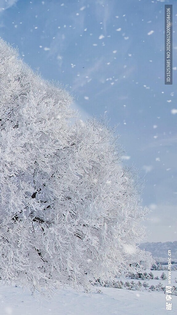 冬日雪覆樹(shù)木美景
