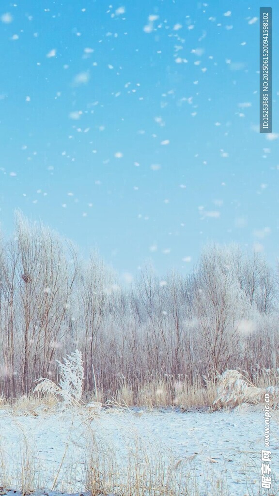 冬日雪景中的銀白樹林