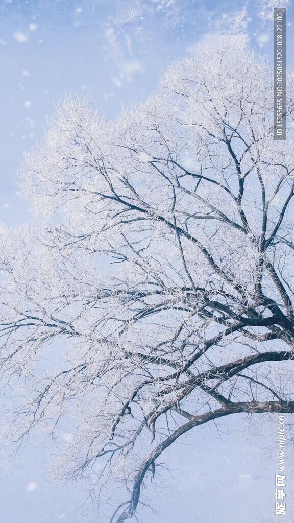 冬日雪覆樹枝美景