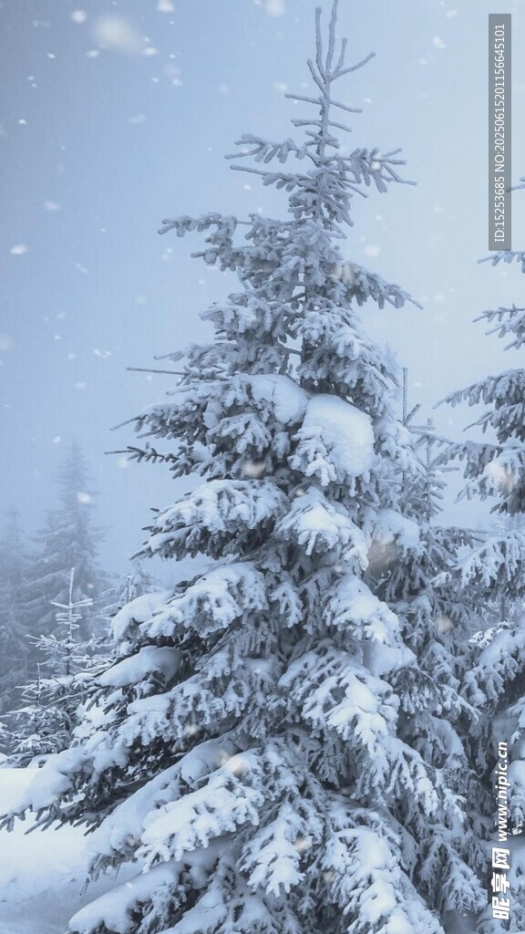 雪覆松樹林景