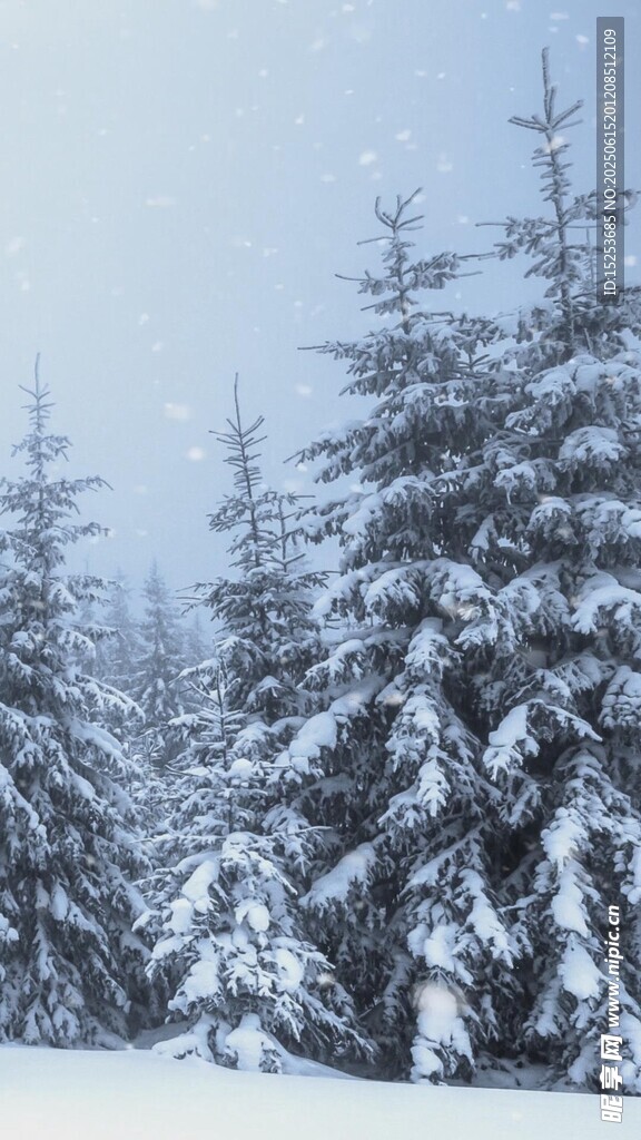 冬日雪景中的挺拔雪松
