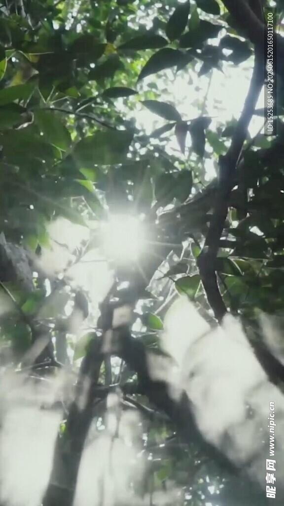 林間陽光穿透枝葉美景