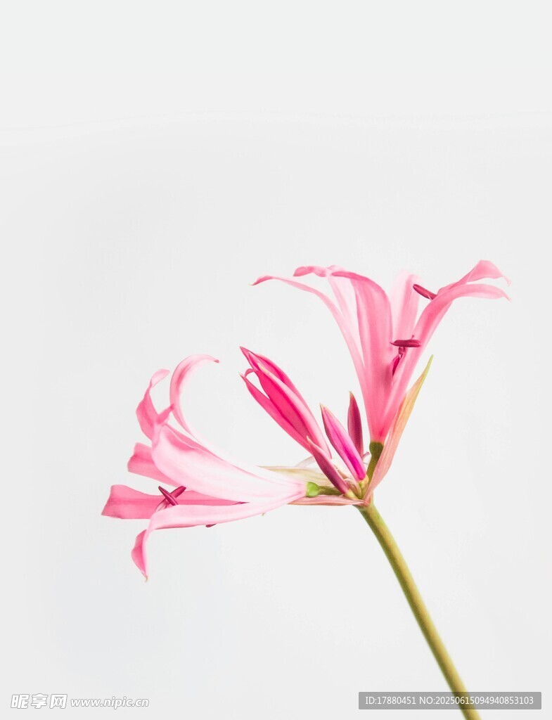 換錦花