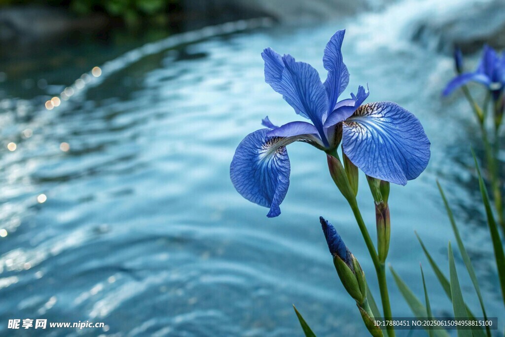 鳶尾花