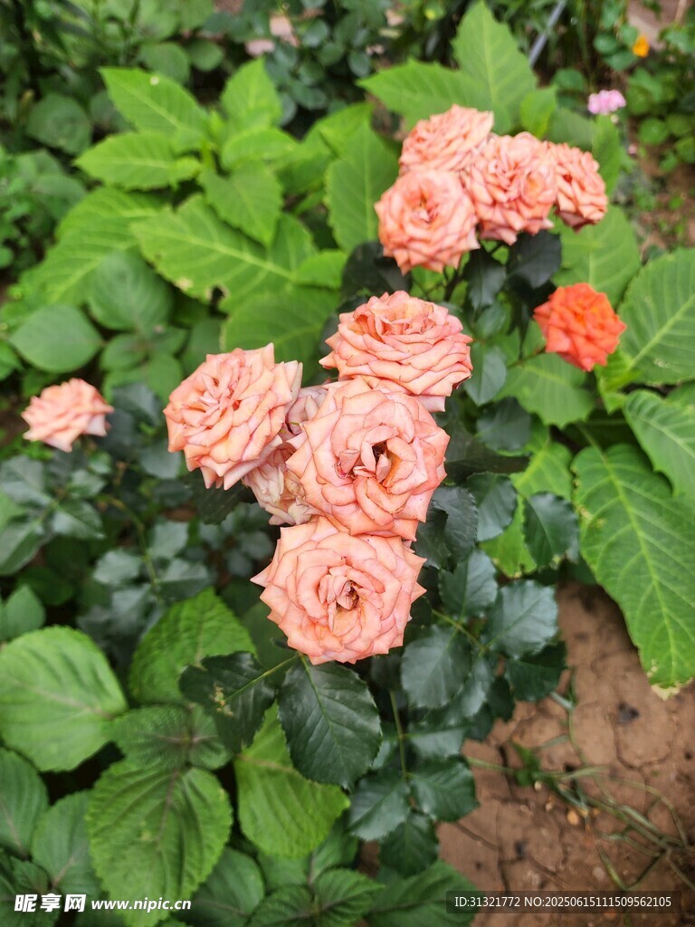 粉色玫瑰綻放綠葉間
