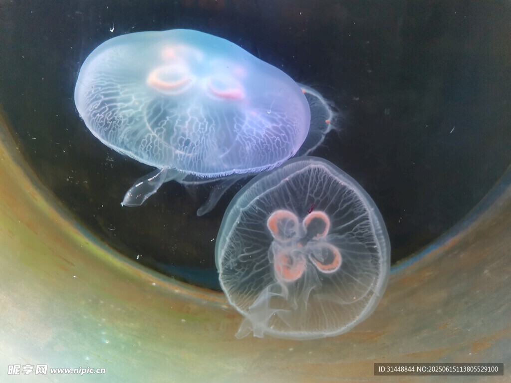 微觀世界的透明水生生物
