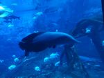 水族館中悠游的大魚