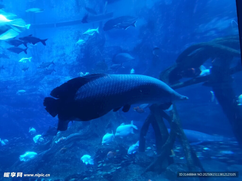 水族館中悠游的大魚