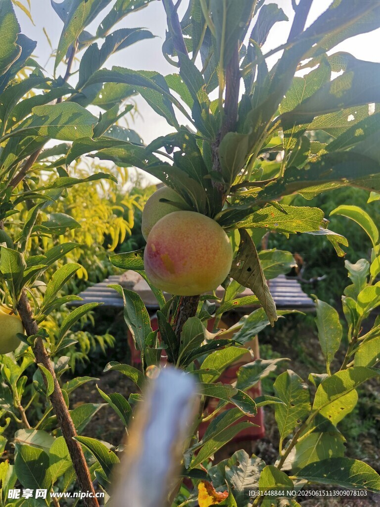 枝頭鮮桃掛
