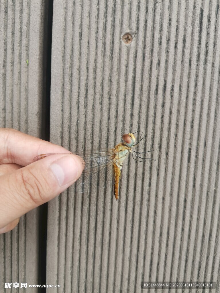 手指旁的金色小昆蟲