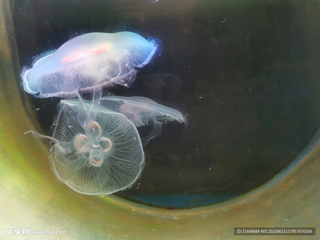 夢幻水母在水中輕盈游動