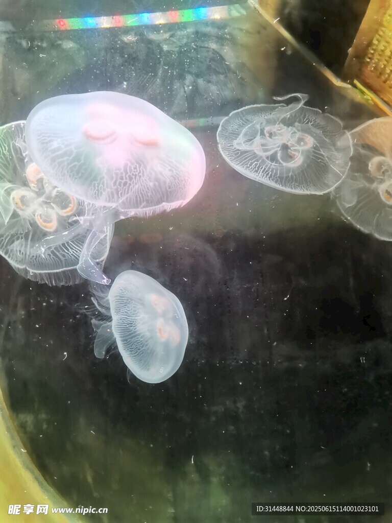 夢幻水母在水中輕盈游動