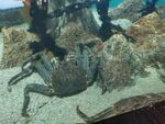 水族館中的大螃蟹