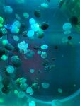 夢幻水母在水中飄逸