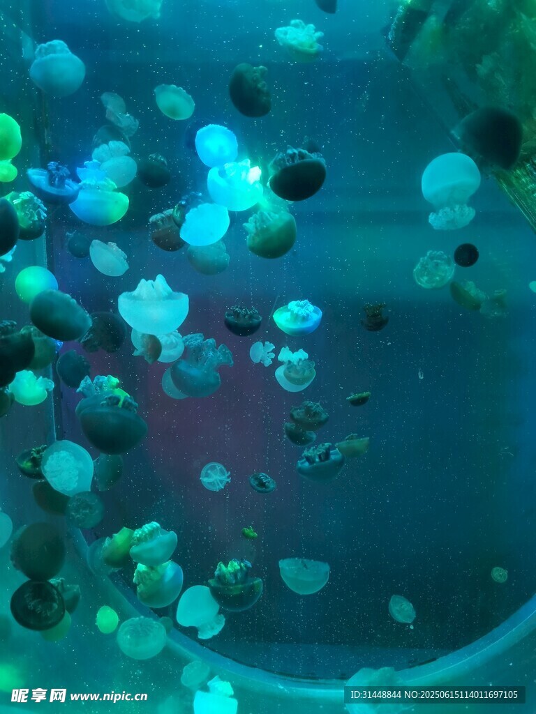 夢幻水母在水中飄逸