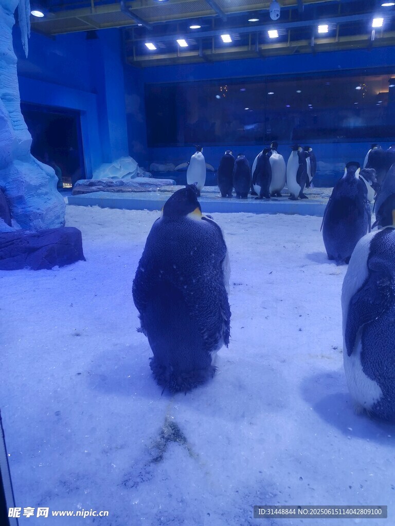 雪地中的可愛企鵝