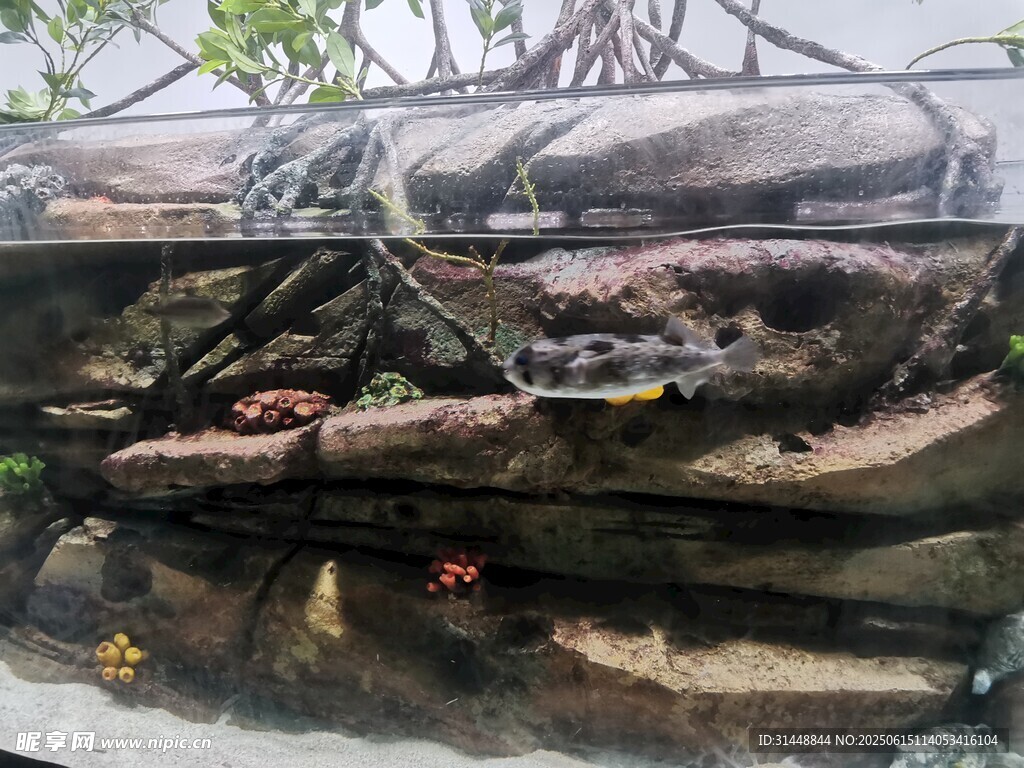 水下巖石景觀與水生生物