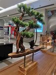 室內精致盆景擺件展示