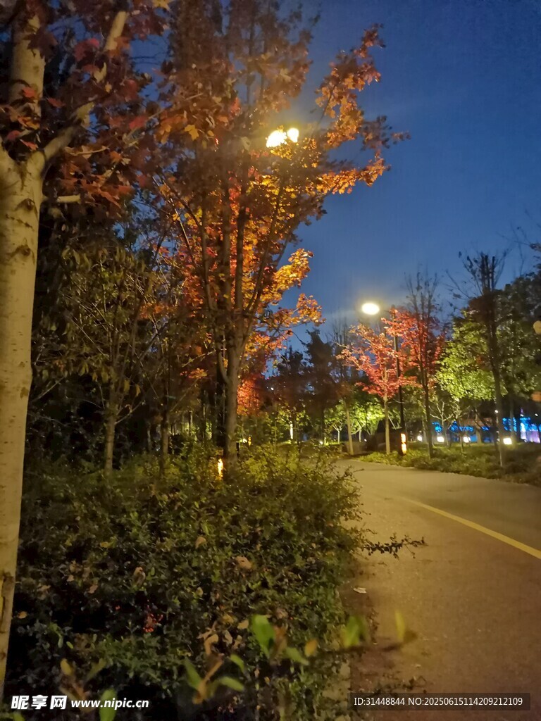 夜晚林蔭道的靜謐景致