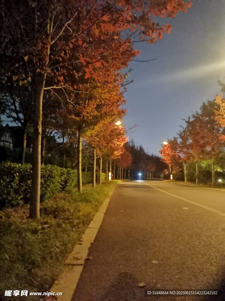 秋夜林蔭道美景
