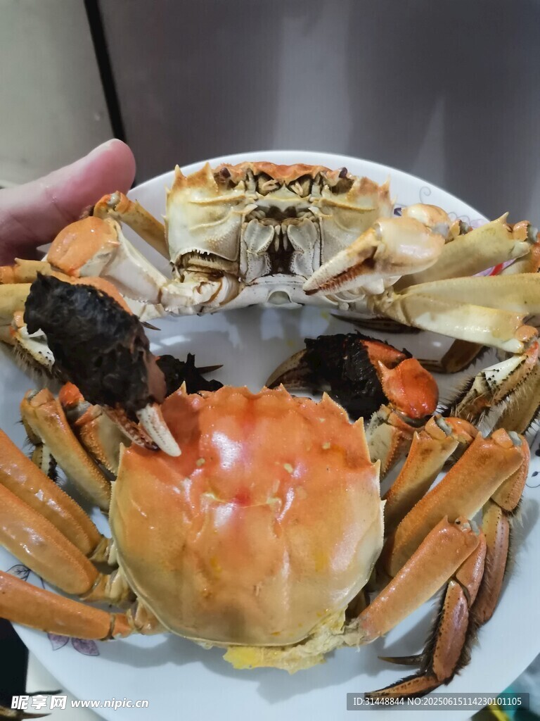 新鮮大螃蟹展示