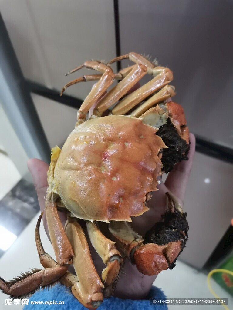 鮮活大螃蟹特寫