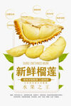 新鮮榴蓮