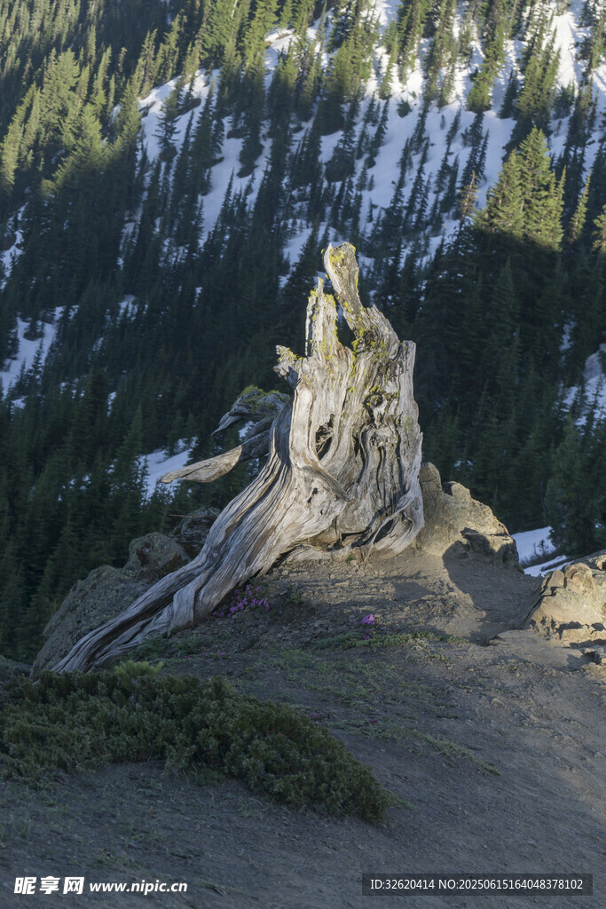 山頂古老樹樁景觀