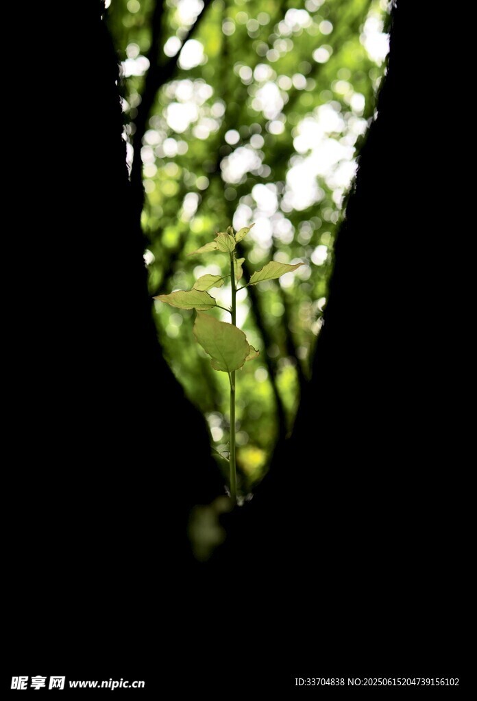 透過樹干窺望翠綠樹葉