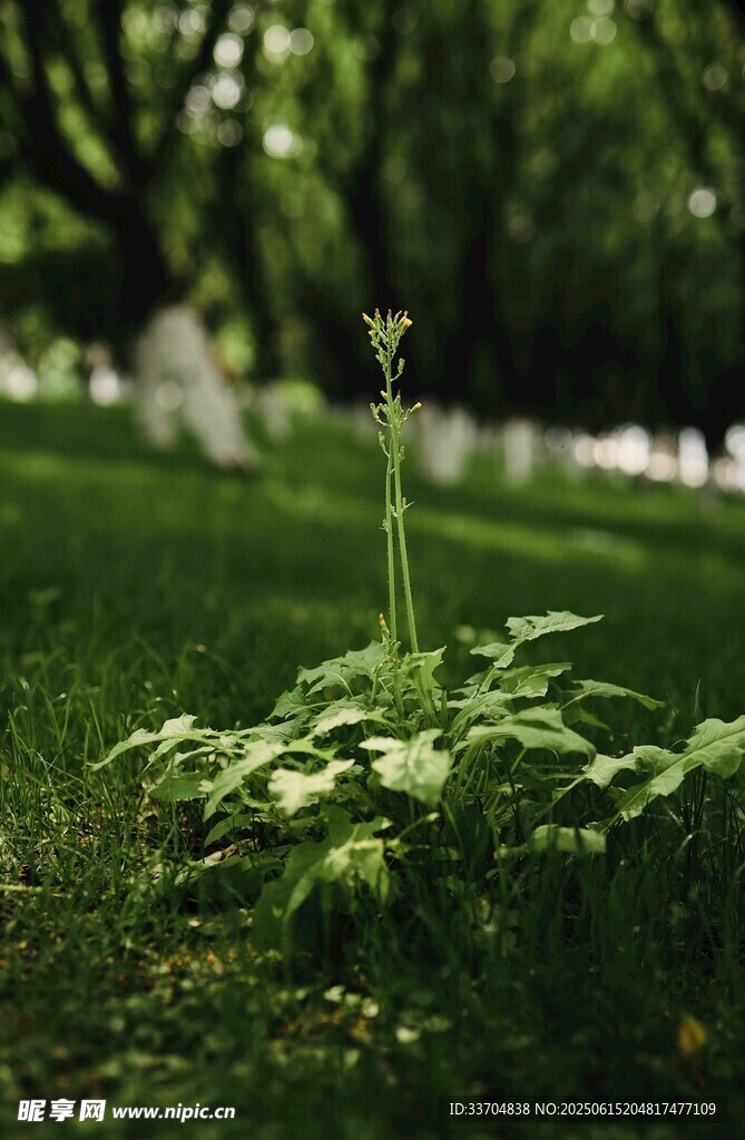 綠草間的獨株小花