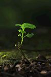 破土而出的嫩綠幼苗
