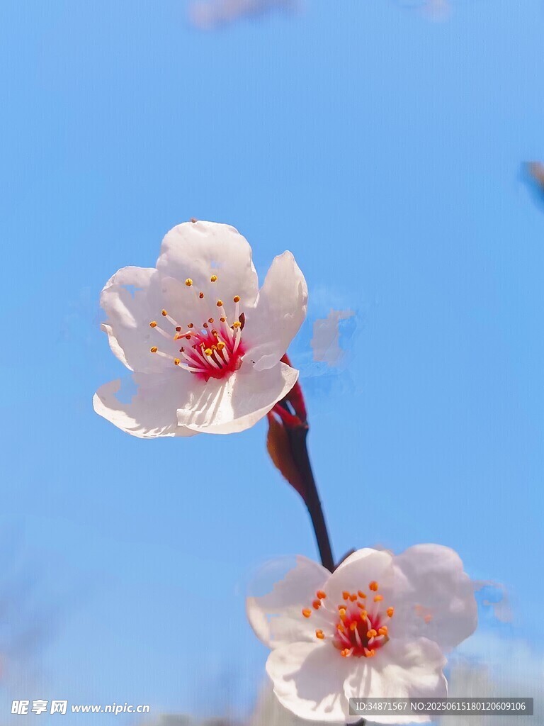 春日綻放的嬌艷杏花