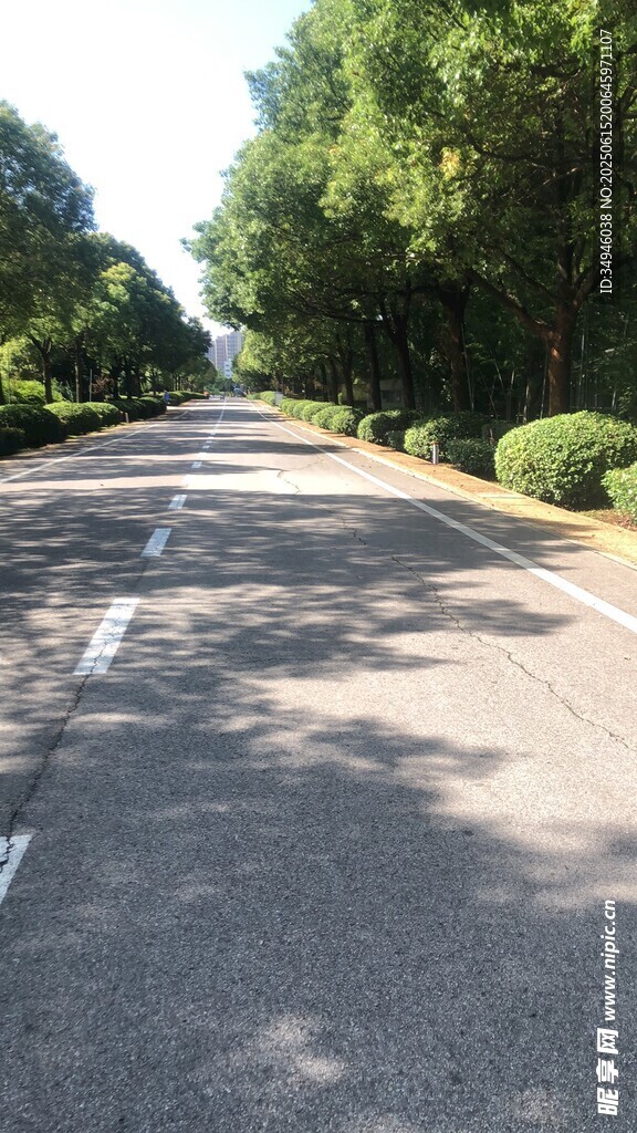 林蔭下的寬闊柏油馬路