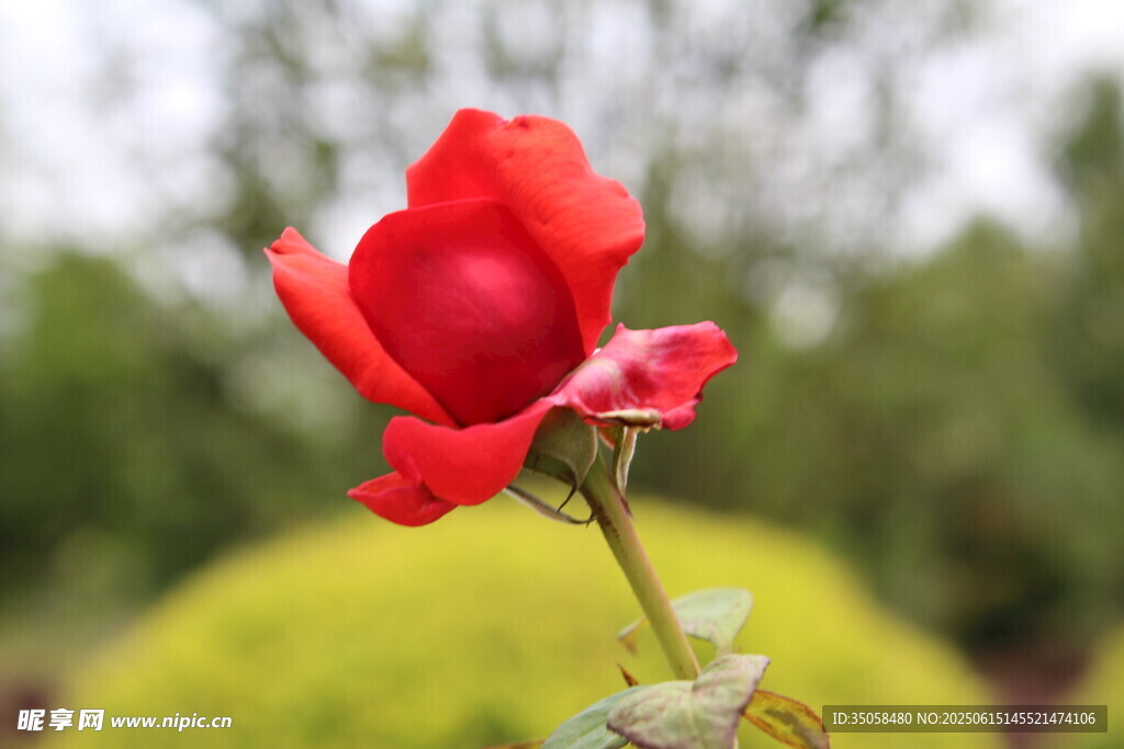 月季花 