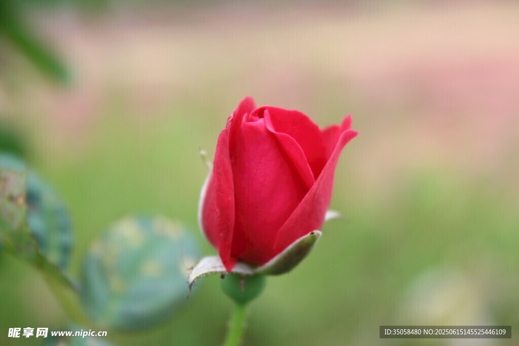 月季花  