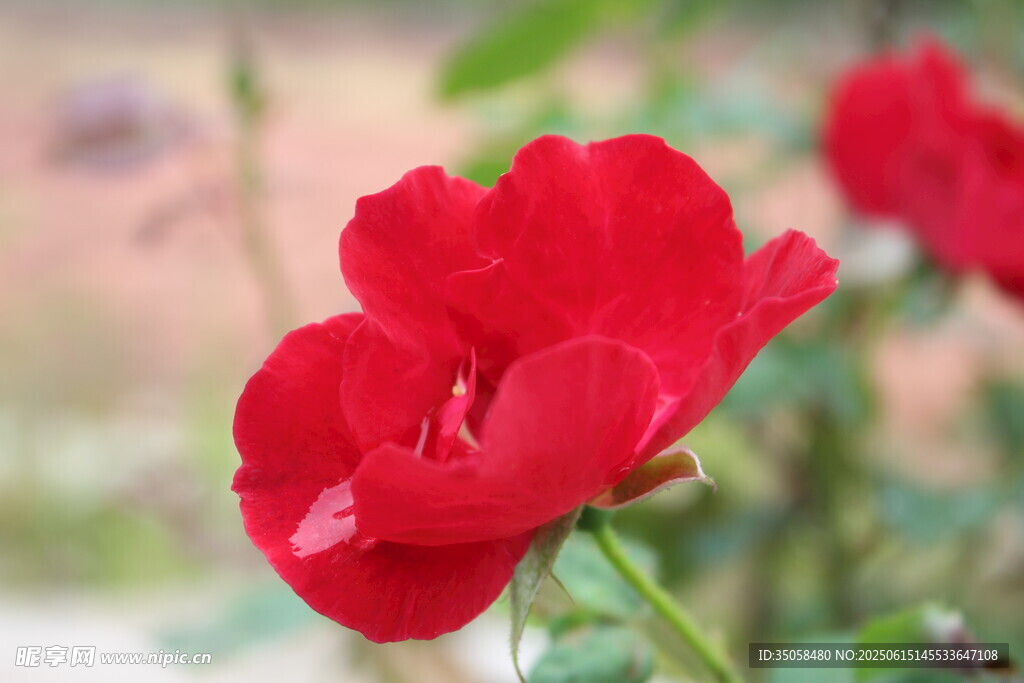 月季花  