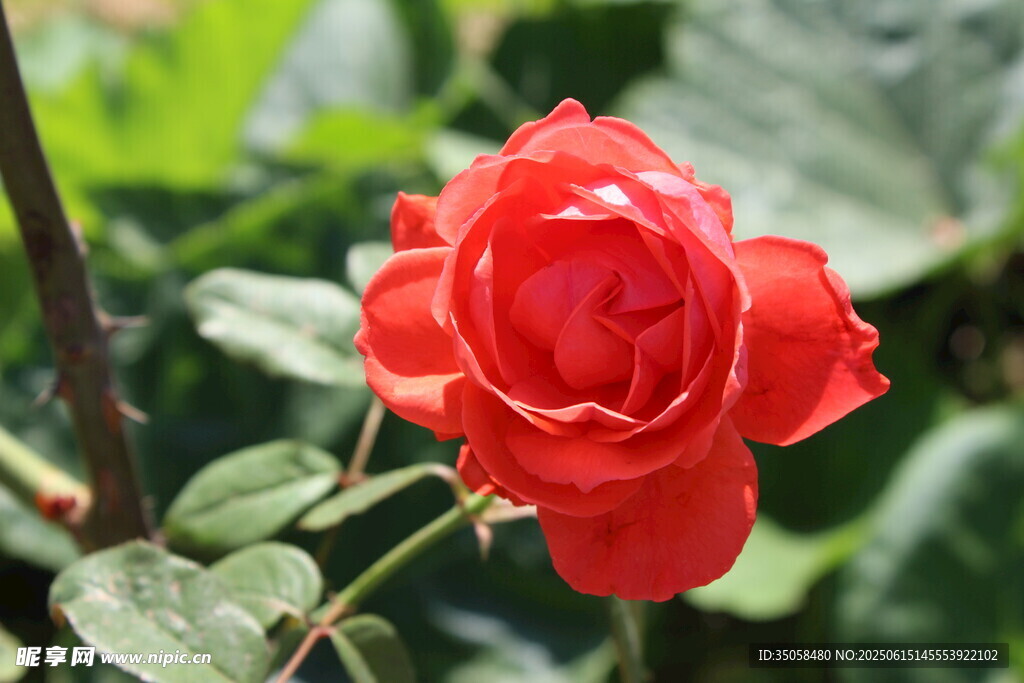 月季花  